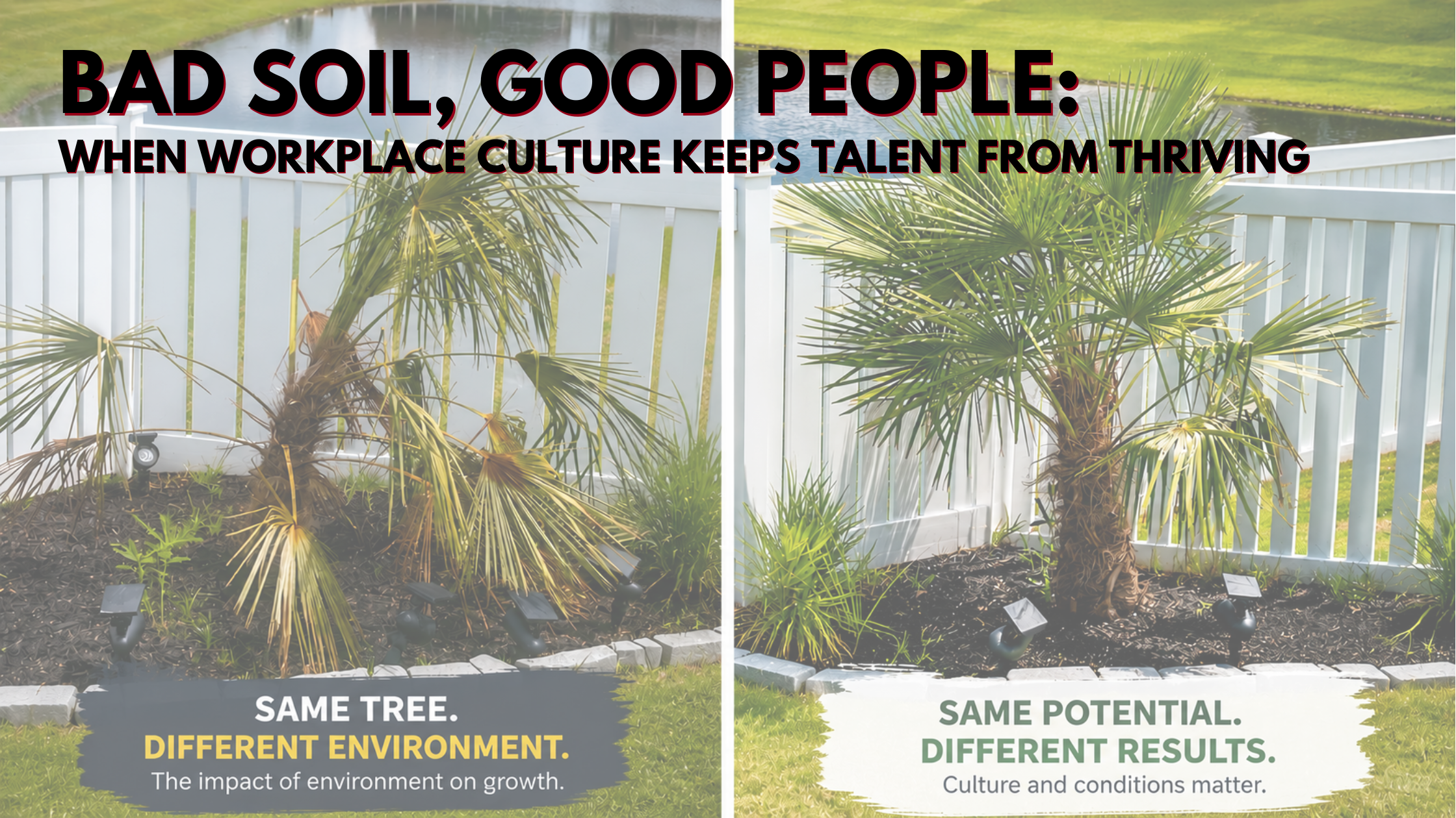 Healthy palm tree beside a struggling palm tree in the same yard, illustrating the impact of environment on growth.